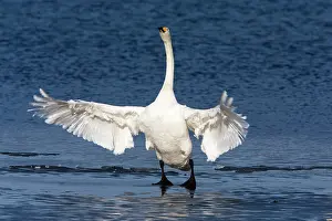 Preening: 80186154 Whooper Swan - bird preening and flapping