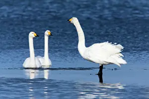 Whooper: 80186155 Whooper Swan - one bird calling to two