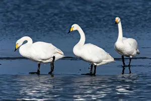 Whooper: 80186156 Whooper Swan - three birds on the shore