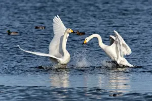Whooper: 80186157 Whooper Swan - two birds fighting Baltic