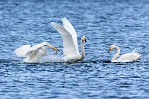 2014: 80186158 Whooper Swan - two birds fighting - one