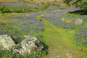 Guy Rogers: 80186160 Rannerdale Bluebells in full display on