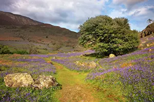 Guy Rogers: 80186161 Rannerdale Bluebells in full display on