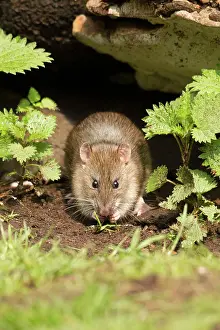 Guy Rogers: 80186162 Brown Rat - eating seeds under an old fallen