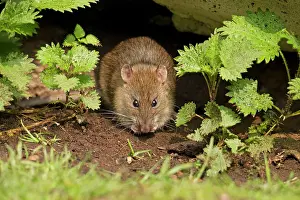 Guy Rogers: 80186163 Brown Rat - eating seeds under an old fallen