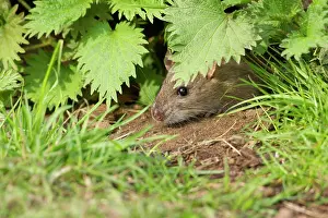 Guy Rogers: 80186164 Brown Rat - amonst vegetation - March Cannock