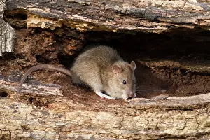 Guy Rogers: 80186165 Brown Rat - feeding in an old decaying
