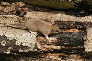 Guy Rogers: 80186166 Brown Rat - juvenile drinking water on