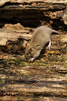 Guy Rogers: 80186167 Brown Rat - juvenile exploring on an old