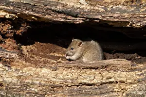 Guy Rogers: 80186168 Brown Rat - juvenile feeding on an old