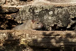 Guy Rogers: 80186169 Brown Rat - juvenile exploring on an old