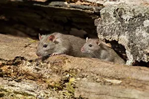 Guy Rogers: 80186170 Brown Rat - juvenile pair exploring on