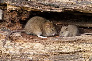 Guy Rogers: 80186171 Brown Rat - juvenile pair feeding on an