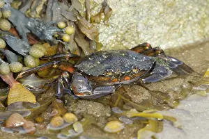 Guy Rogers: 80186172 Common Shore Crab / Green Crab partly submerged