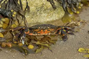 Guy Rogers: 80186173 Common Shore Crab / Green Crab partly submerged