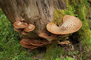 Guy Rogers: 80186174 Dryad's Saddle - closeup of fungi growing