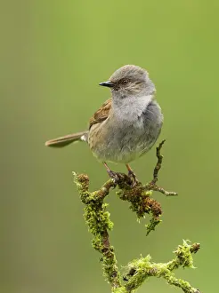 Guy Rogers: 80186175 Dunnock - perched on a small lichen covered