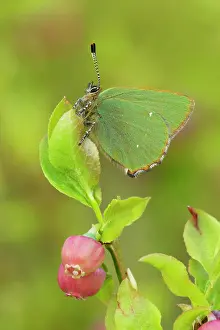 Guy Rogers: 80186177 Green Hairstreak - butterfly resting on