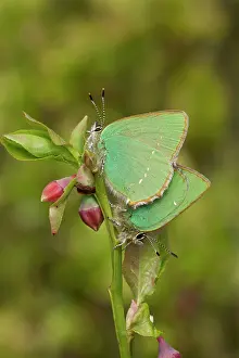 Guy Rogers: 80186178 Green Hairstreak - butterflies mating on