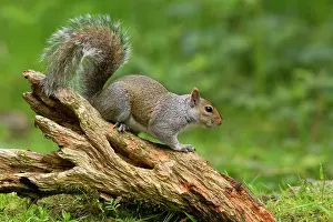 Guy Rogers: 80186179 Grey Squirrel - in habitat Cannock Chase
