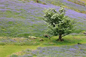Guy Rogers: 80186180 Hawthorn tree and Bluebells in flower in