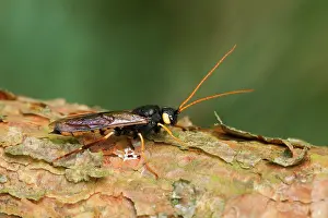 Guy Rogers: 80186182 Horntail - also known as the giant wood