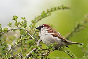 Guy Rogers: 80186183 House Sparrow - male perched on top of