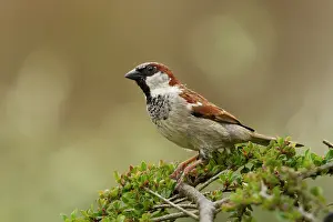 Guy Rogers: 80186184 House Sparrow - male perched on top of