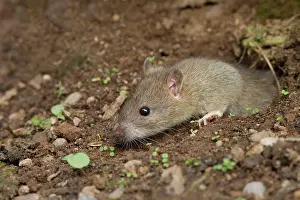 Guy Rogers: 80186185 Brown Rat - coming out of an hole in the