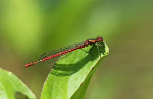 Guy Rogers: 80186186 Large Red Damselfly - resting on vegetation