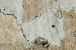 Guy Rogers: 80186187 Map lichen - closeup showing detail and