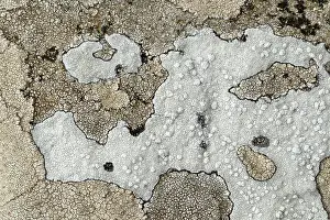 Guy Rogers: 80186188 Map lichen - closeup showing detail and
