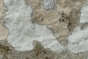 Guy Rogers: 80186189 Map lichen - closeup showing detail and