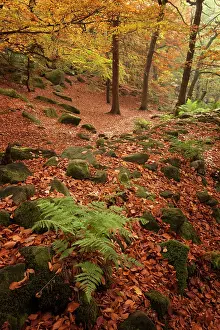 Guy Rogers: 80186191 Padley Gorge - woodland in autumn - October