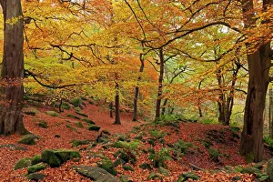 Guy Rogers: 80186192 Padley Gorge - woodland in autumn - October