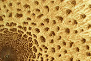 Guy Rogers: 80186193 Parosol mushroom - closeup of the cap showing