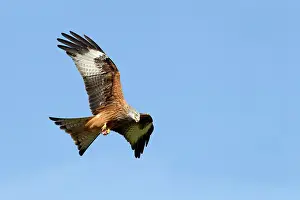Guy Rogers: 80186194 Red Kite - in flight while carrying some