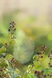 Bramble: 80186197 Spiders web covered in early morning dew