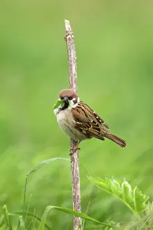 Guy Rogers: 80186199 Tree Sparrow - perched on some vegetation