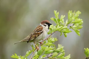 Guy Rogers: 80186200 Tree Sparrow - perched on a small branch