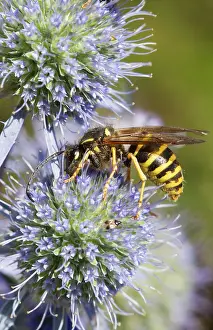 Guy Rogers: 80186203 Common Wasp - feeding on a thistle flower