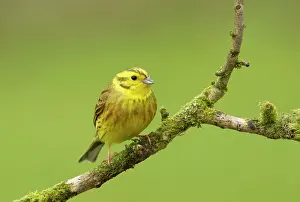 Guy Rogers: 80186204 Yellowhammer - perched on a lichen covered