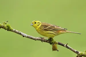 Guy Rogers: 80186205 Yellowhammer - perched on a lichen covered