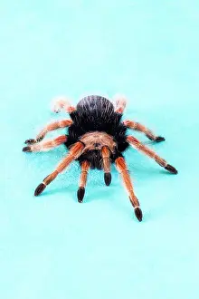 Brachypelma: 80186207 Mexican Fireleg Tarantula Brachypelma boehmei