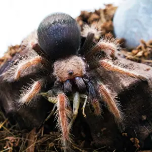 Cricket: 80186208 Mexican Fireleg Tarantula eating cricket