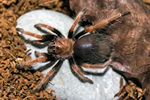 Brachypelma: 80186209 Mexican Fireleg Tarantula Brachypelma boehmei