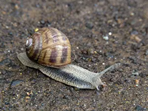 Helix: 80186605 Roman Snail - on road in rain Hungary Helix