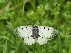 Apollo: 80186607 Clouded Apollo Butterfly - resting in meadow