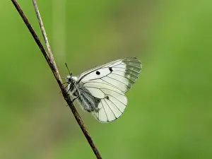 Apollo: 80186608 Clouded Apollo Butterfly - resting in meadow