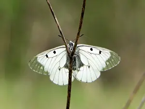 Apollo: 80186609 Clouded Apollo Butterfly - resting in meadow